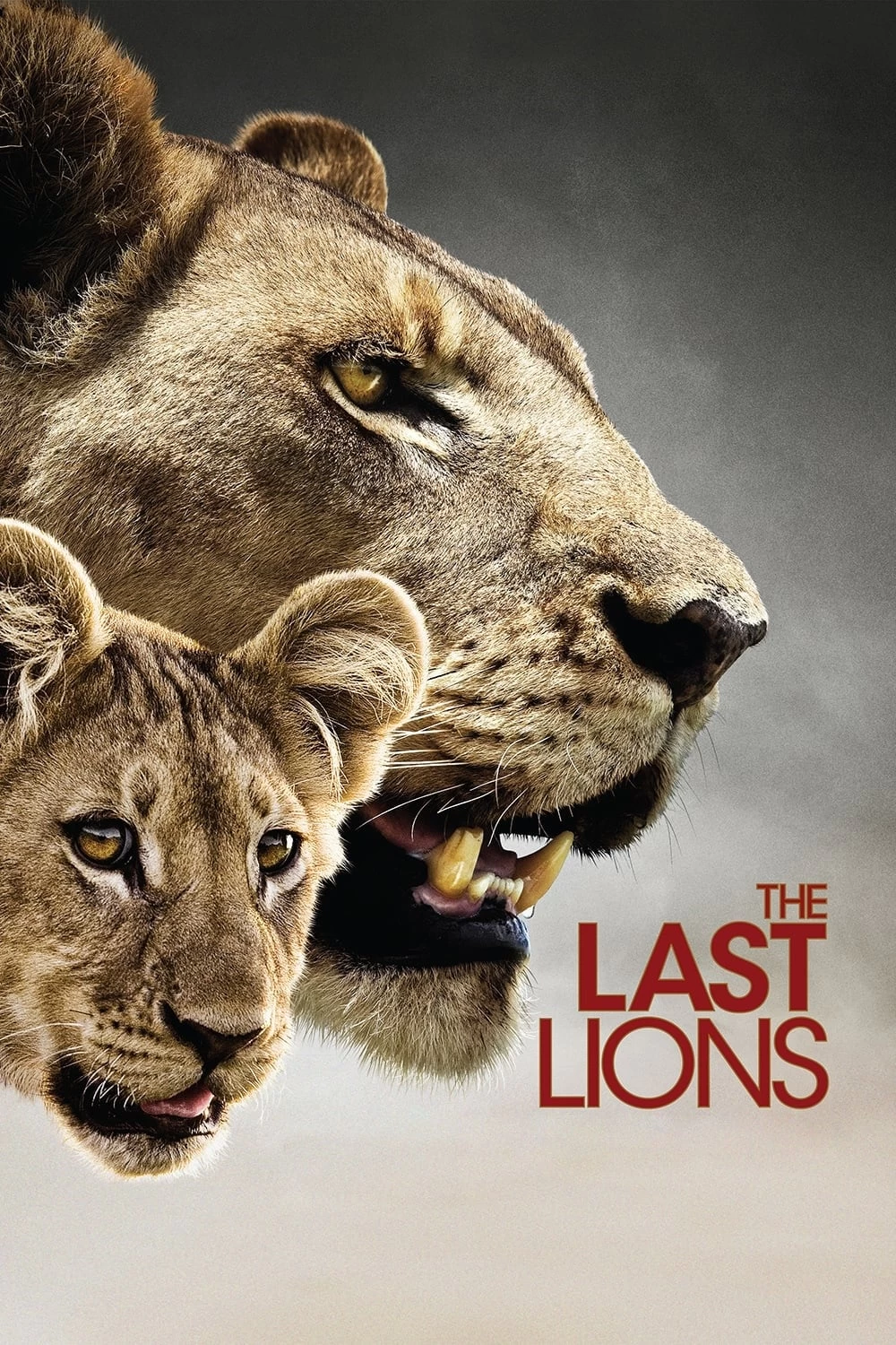 Xem phim Bầy Sư Tử Cuối Cùng - The Last Lions (2011)