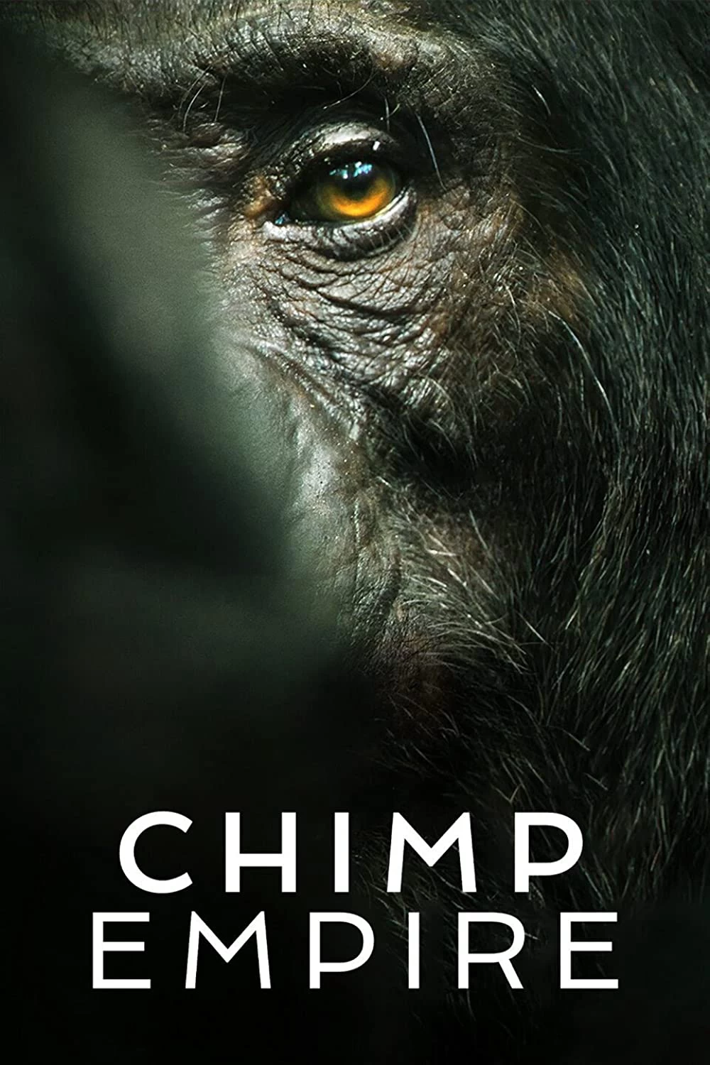 Xem phim Đế Chế Tinh Tinh - Chimp Empire (2023)