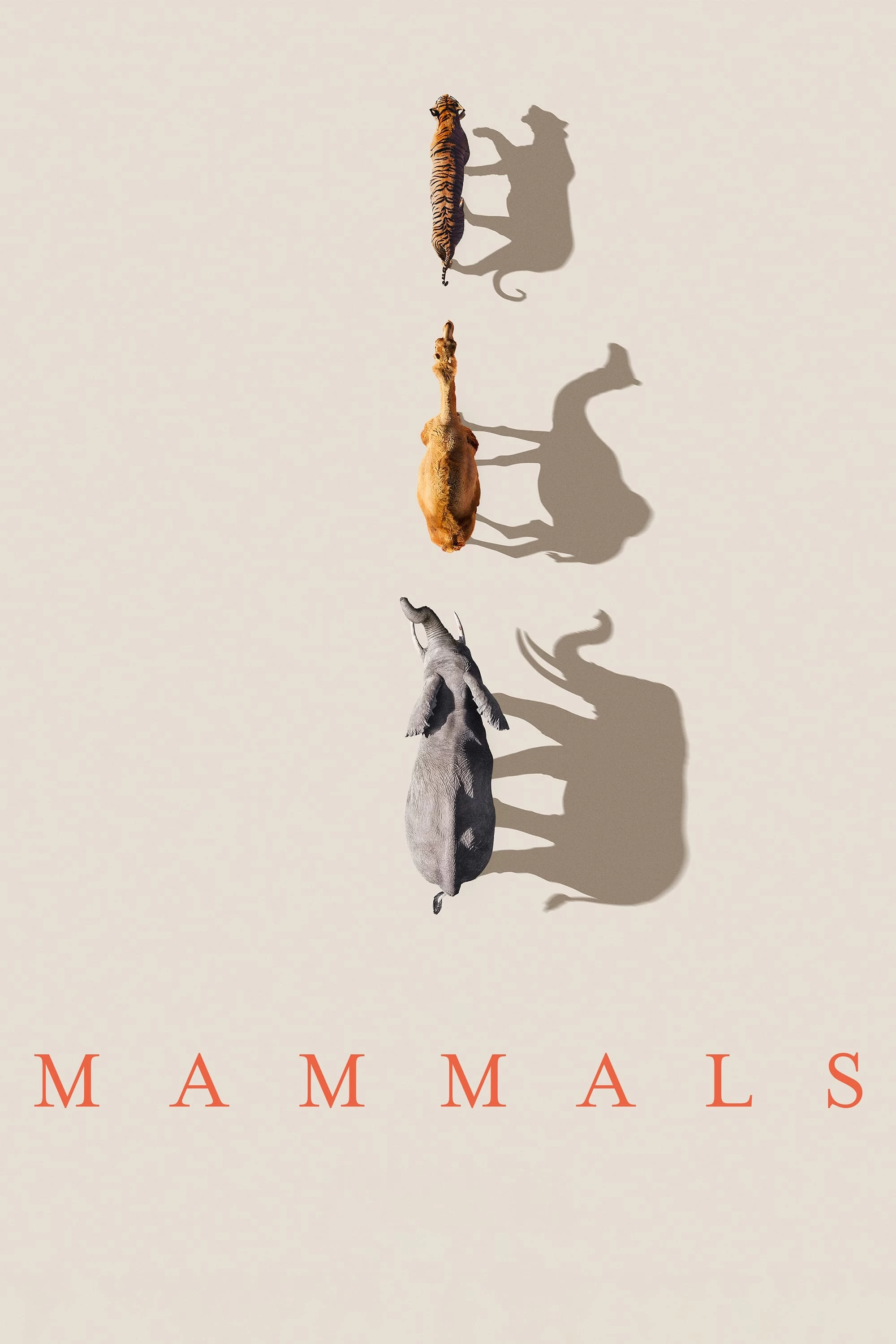 Xem phim Lớp Thú - Mammals (2024)