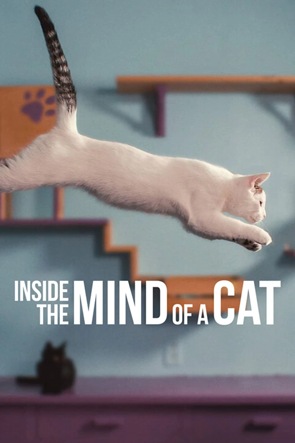 Xem phim Những Chú Mèo Nghĩ Gì - Inside The Mind Of A Cat (2022)