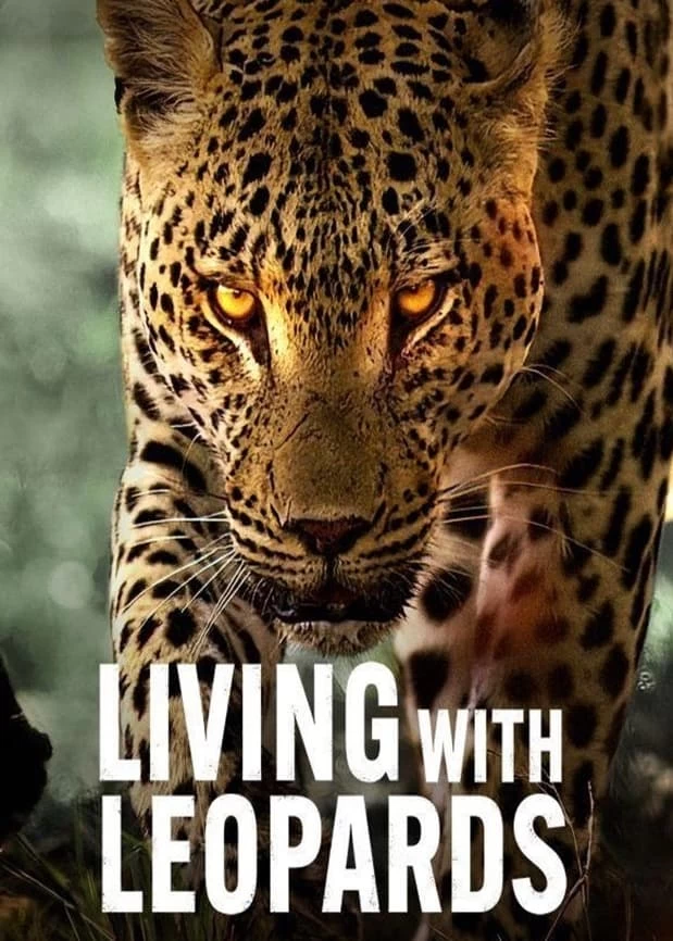 Xem phim Sống Cùng Báo Hoa - Living with Leopards (2024)