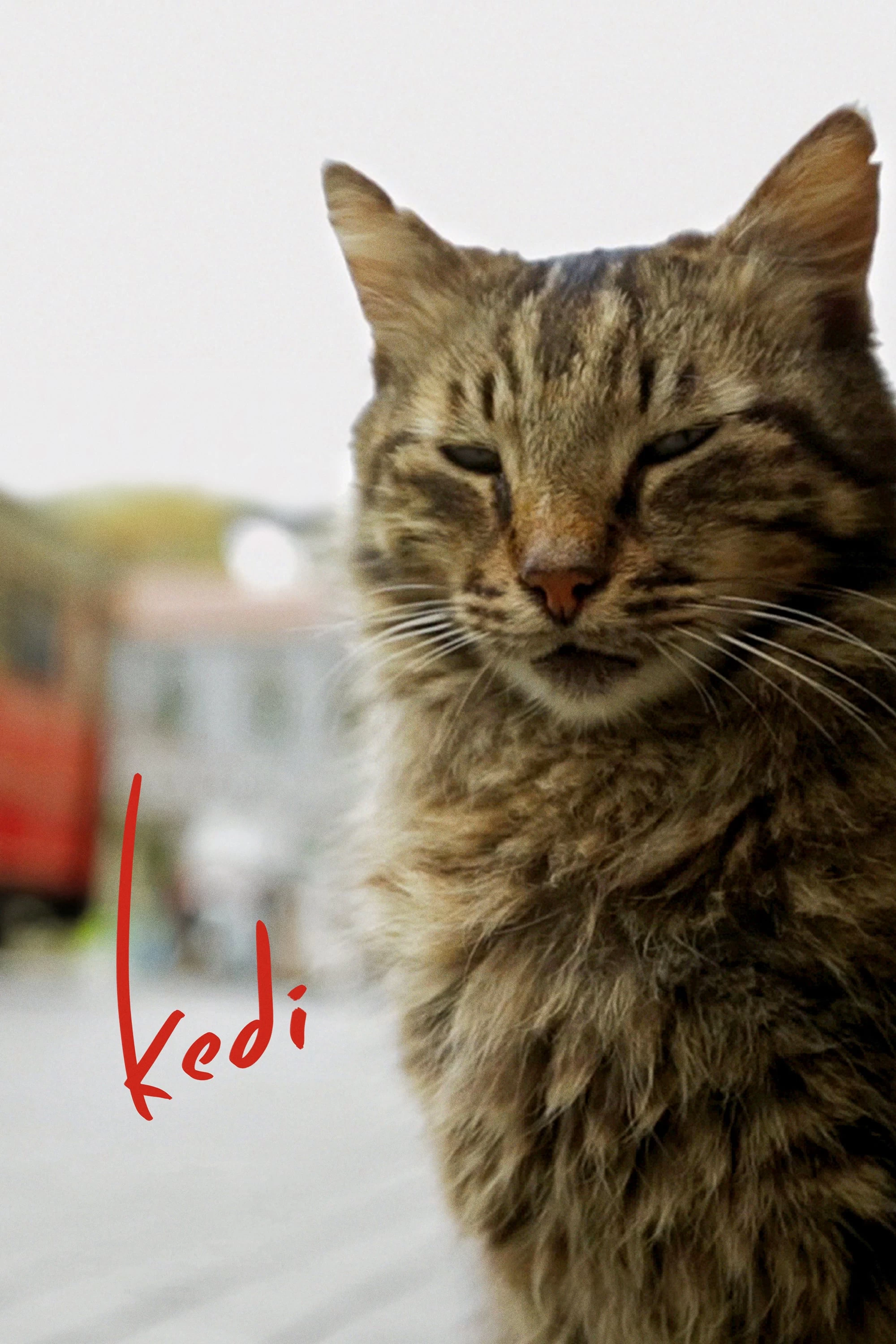 Xem phim Thế Giới Loài Mèo - Kedi (2016)